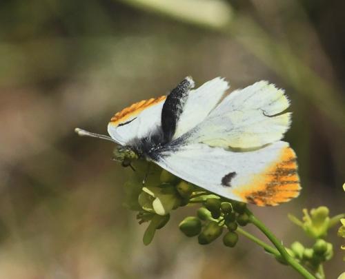 Réf. 228 809 : Anthocharis euphenoides
